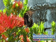 mariposa Broad banded Swallowtail Papilio astyalus