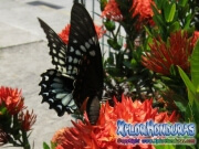 mariposa hembra Broad-banded Swallowtail Papilio astyalus honduras