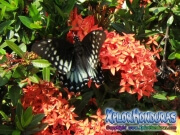 mariposa hembra Broad banded Swallowtail Papilio astyalus