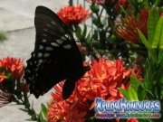 mariposa hembra Papilio astyalus Broad banded Swallowtail honduras