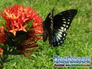 mariposa hembra Papilio astyalus Broad-banded Swallowtail