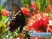 mariposa Papilio astyalus Broad-banded Swallowtail honduras