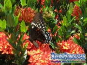 mariposa Papilio astyalus Broad-banded Swallowtail