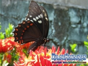 Papilio astyalus Broad-banded Swallowtail honduras