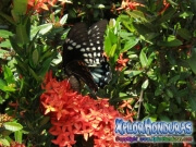 Papilio astyalus Broad-banded Swallowtail