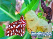 Agraulis Vanillae Butterfly