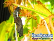 Agraulis Vanillae Capullo