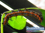 Agraulis Vanillae caterpillar