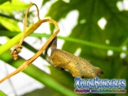 Agraulis vanillae cocoon