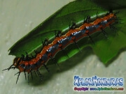 Agraulis Vanillae Gusano Adulto