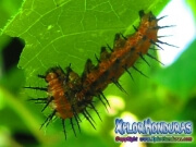 Agraulis Vanillae Gusano