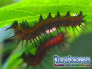 Agraulis Vanillae Gusanos