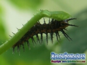 Agraulis Vanillae larva