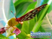 Agraulis Vanillae Mariposa Espejitos