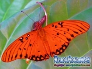 Agraulis Vanillae Mariposa