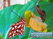 Agraulis Vanillae maryposa