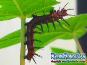 Agraulis Vanillae oruga