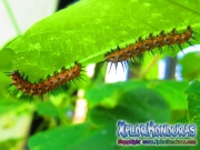 Agraulis Vanillae Orugas