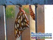 Agraulis Vanillae Passion Butterfly