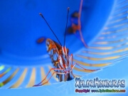 Butterfly Agraulis Vanillae