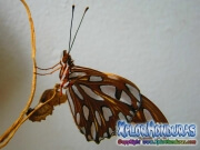Butterfly Gulf Fritillary