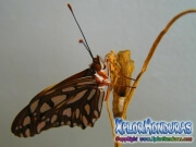 Butterfly Vanillefalter