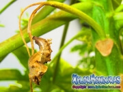 capullo Agraulis Vanillae Mariposa