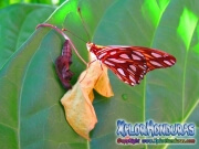 Capullo Mariposa Agraulis Vanillae