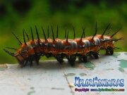 Caterpillar Agraulis Vanillae