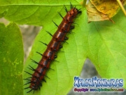 Caterpillar Gulf Fritillary