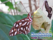 Gulf Fritillary butterfly