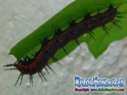 Gulf Fritillary caterpillar