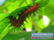 Gusano Agraulis Vanillae