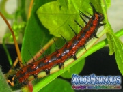 Gusano de Mariposa Agraulis Vanillae