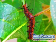 Gusano Mariposa Agraulis Vanillae