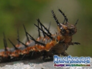 Gusano Mariposa de Maracuya