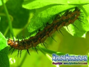 Larva Agraulis Vanillae