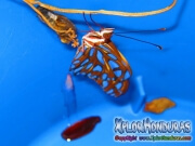 Mariposa Agraulis Vanillae naciendo