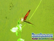 Mariposa Agraulis Vanillae posando