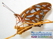 Mariposa Anaranjada Agraulis Vanillae