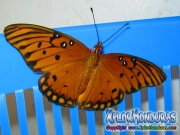 Mariposa de Maracuya Agraulis Vanillae