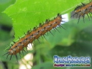 Mariposa de Maracuya Gusano