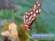 Mariposa Espejitos Agraulis Vanillae