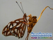 Maryposa Maracuya Agraulis Vanillae