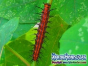 Oruga Agraulis Vanillae