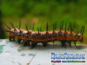 Oruga Mariposa Agraulis Vanillae