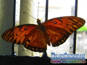 Passion Butterfly Agraulis Vanillae