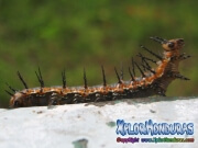 Passion Butterfly Caterpillar
