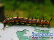 Vanillefalter butterfly caterpillar