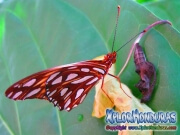 Vanillefalter Butterfly